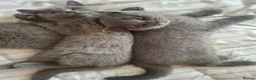 British Shorthair cats for sale: British Shorthair kittens 12 weeks old  in Luton - Advert 16