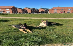 German Shepherd dogs for sale: 2 x German Shepherds for sale - 6 years old - Image 4