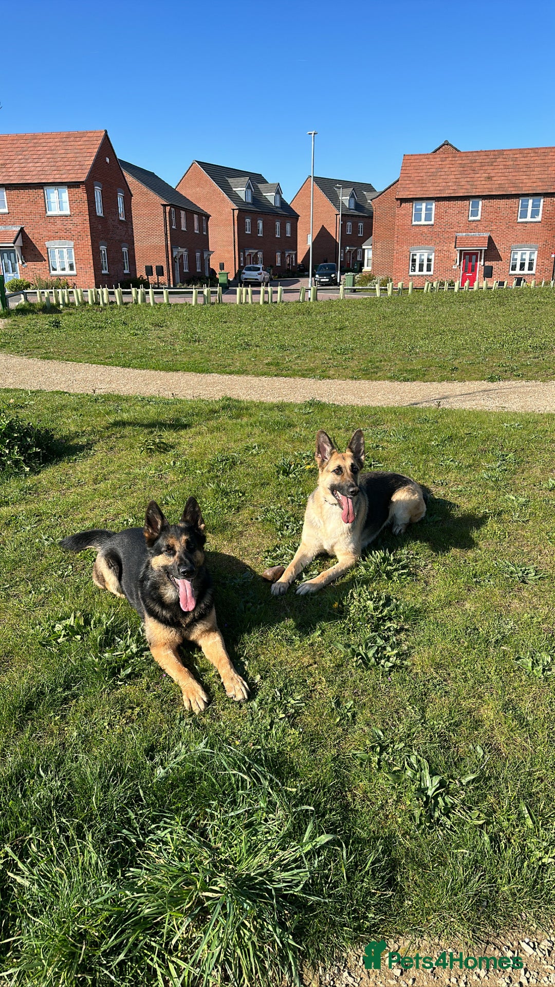 German Shepherd dogs for sale: 2 x German Shepherds for sale - 6 years old - Image 4