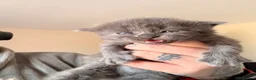 Domestic Shorthair cats for sale: Beautiful kittens nearly ready for a new home - Advert 13
