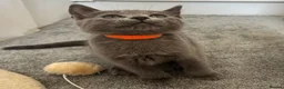 Russian Blue cats for sale: Russian Blue Kittens - Advert 25