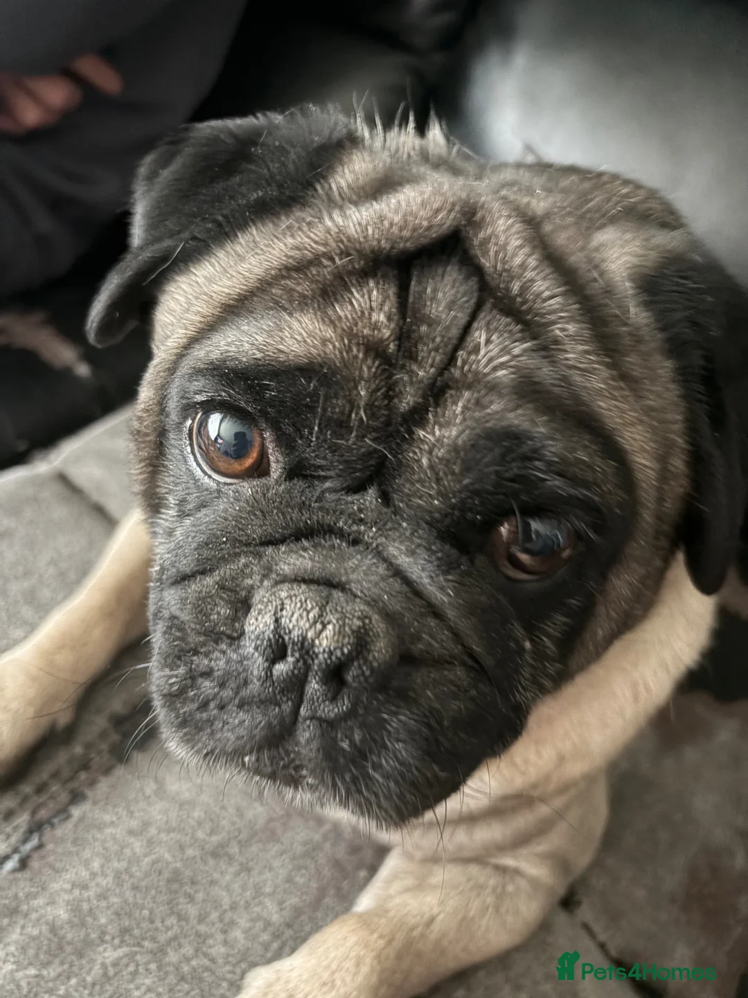 Pug dogs for sale: Pug puppies due  - Advert 5