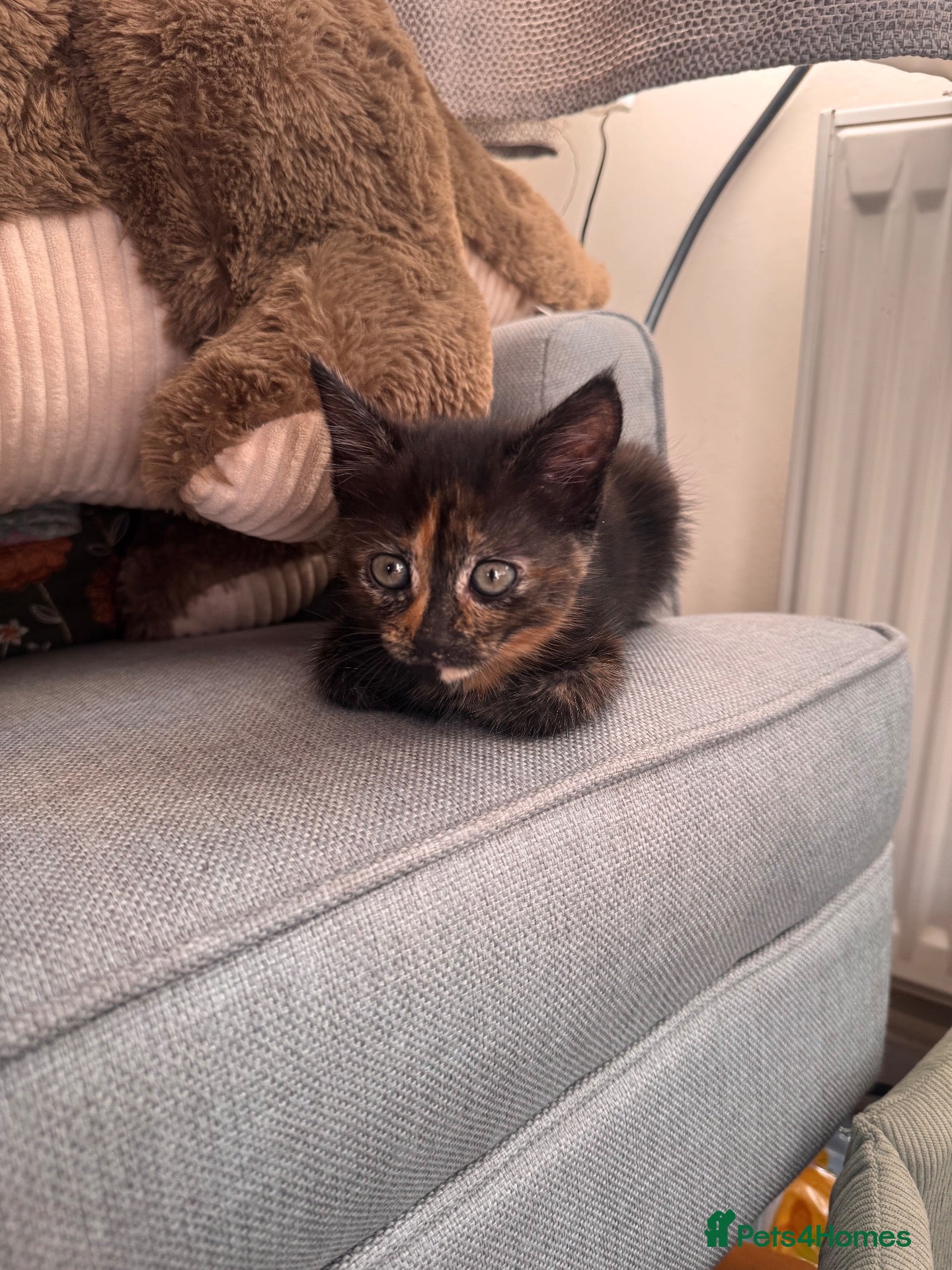 Mixed Breed cats Female kitten - Advert 9