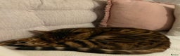 Bengal cats for sale: 5 year old male bengal cat.  - Advert 11