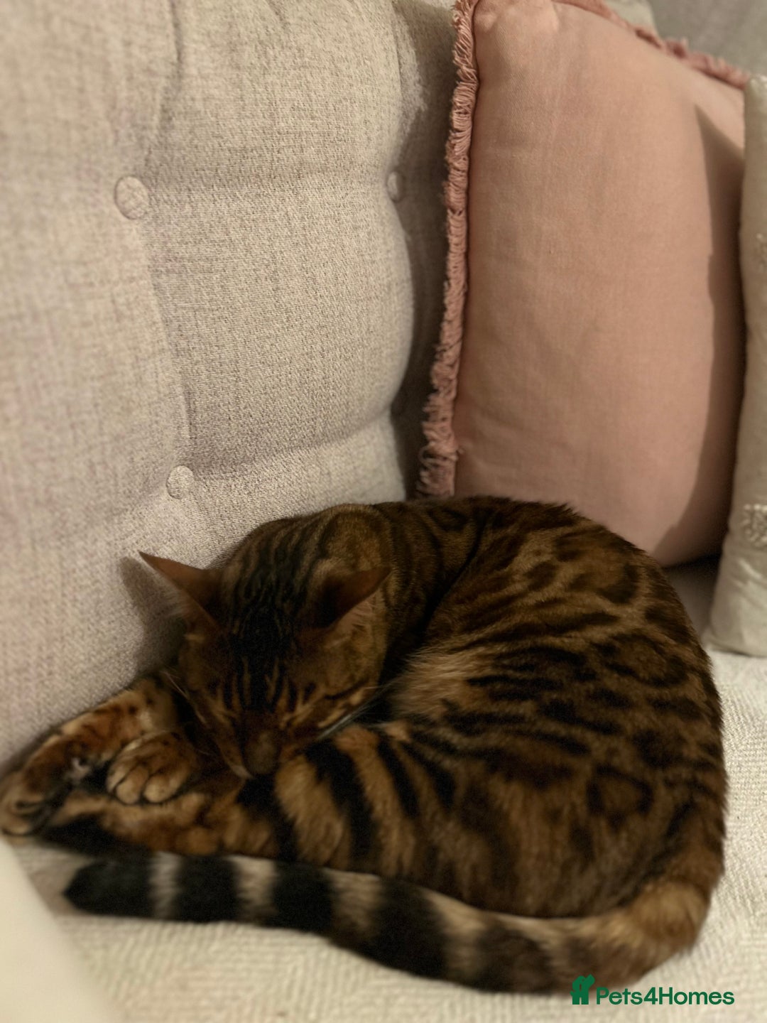 Bengal cats for sale: 5 year old male bengal cat.  - Advert 11