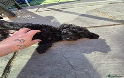 Maltipoo dogs for sale: Maltipoo puppies ready now  - Image 36