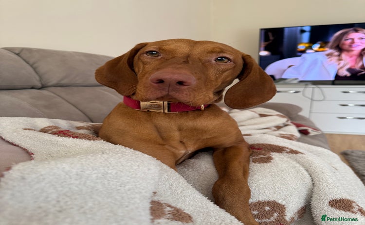 Hungarian Vizsla dogs - Advert 1
