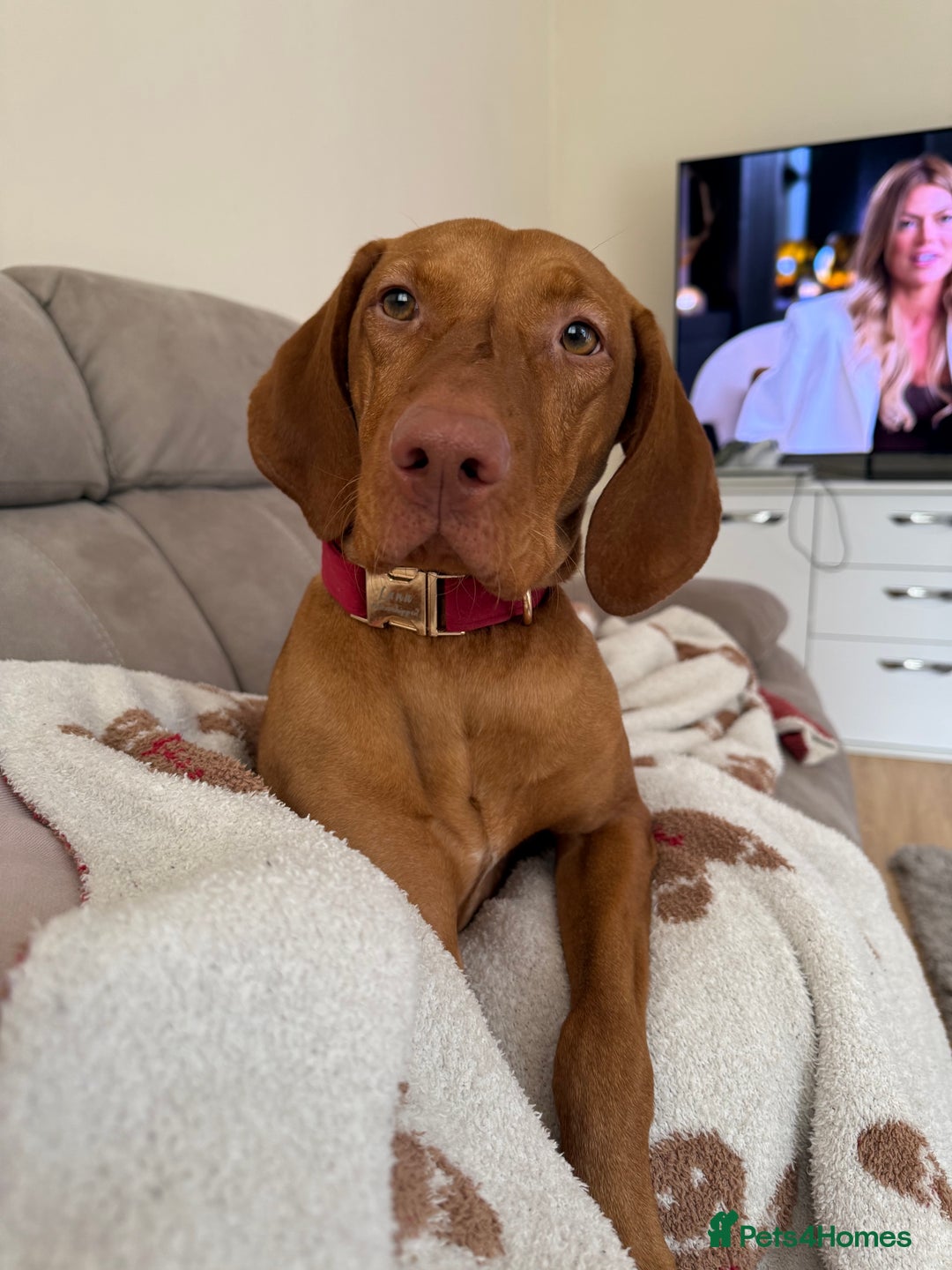 Hungarian Vizsla dogs for sale: Luna  - Image 1