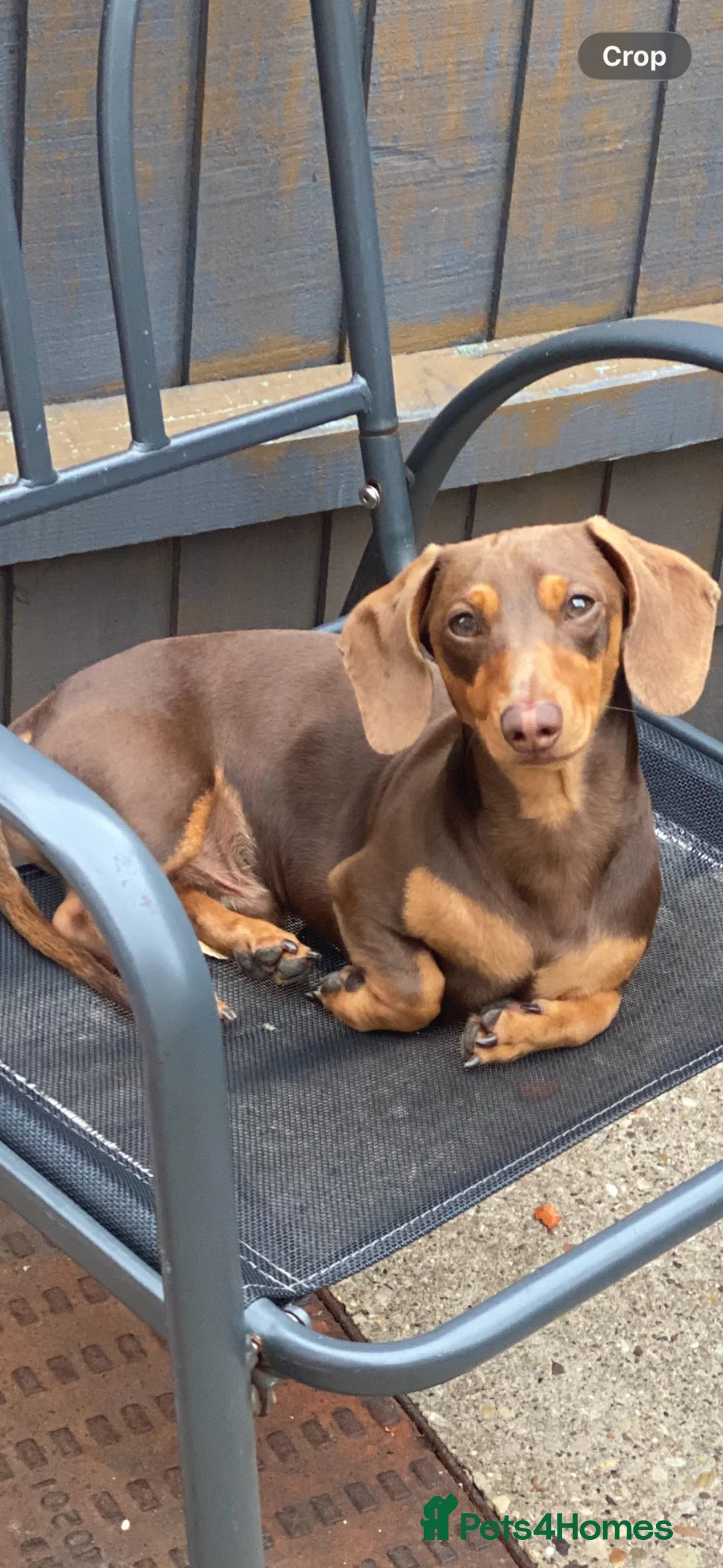 Miniature Dachshund dogs for stud: *Stud* Miniature Dachshund in Peterborough - Advert 1