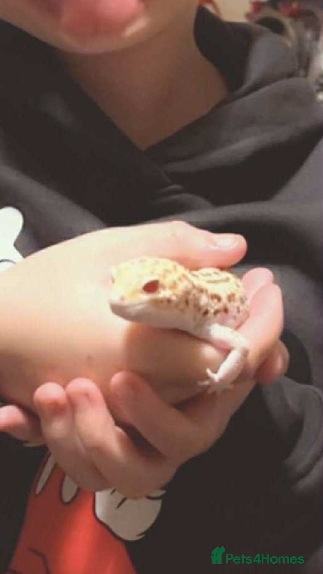 Gecko reptiles for sale: 3 year old leopard gecko  - Advert 1