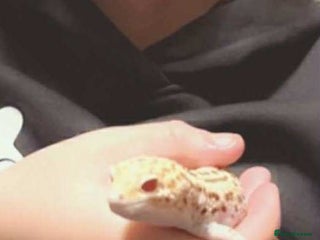 Gecko reptiles 3 year old leopard gecko - Advert 1
