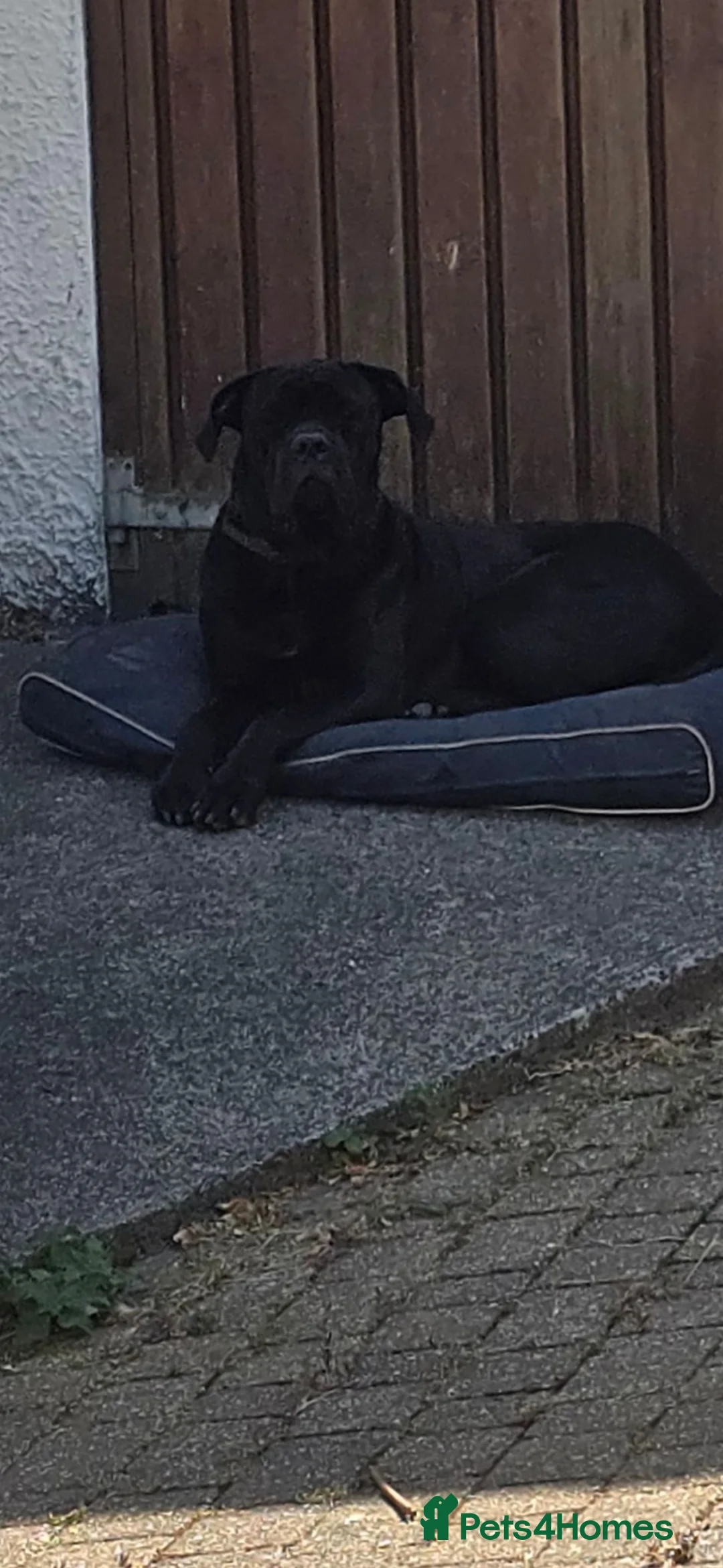 Cane Corso dogs for sale: Male Cane Corso black 18 months old - Advert 6