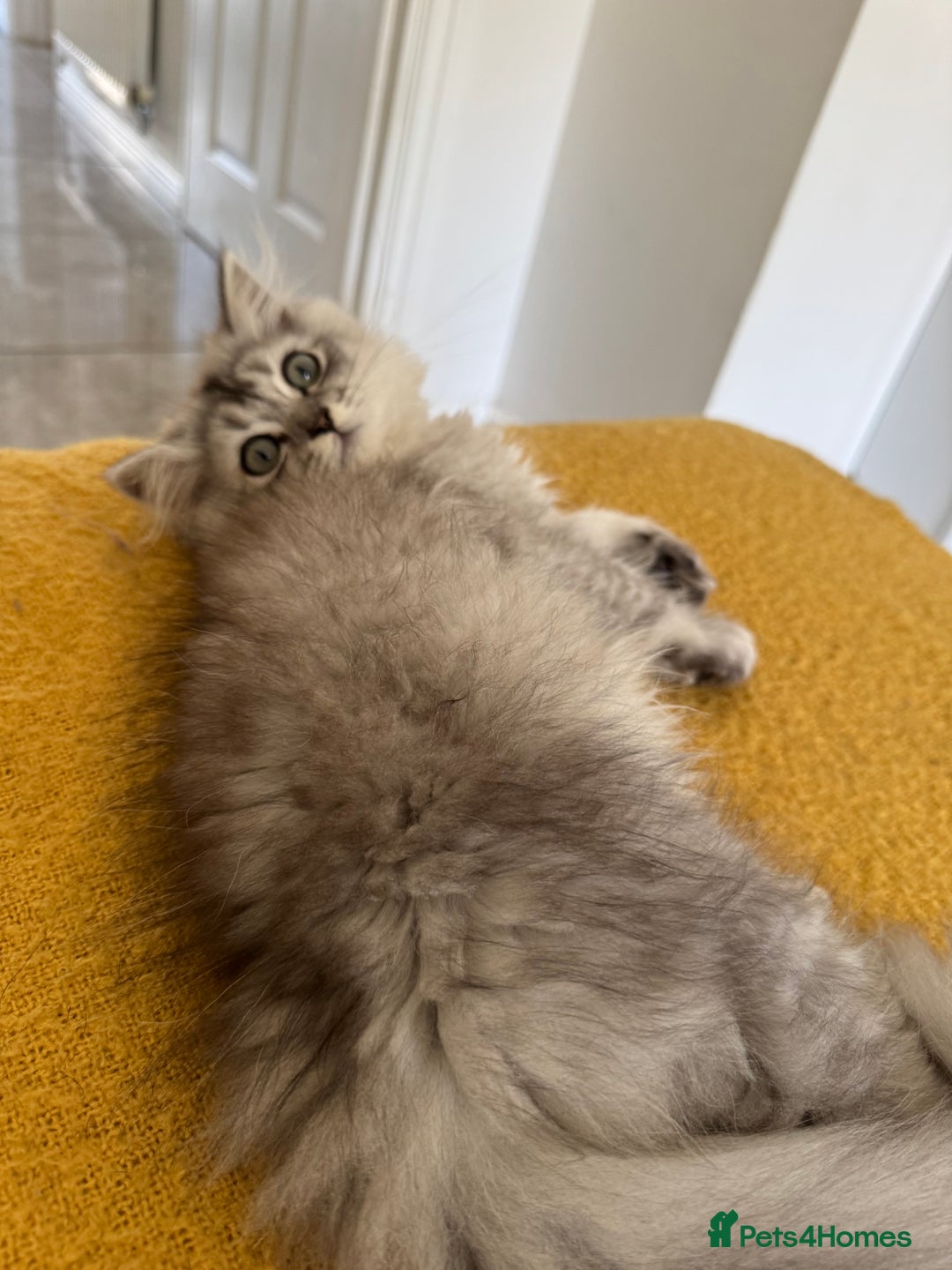 Scottish Fold cats for sale: Adorable Pure Scottish Fold Chinchilla Kittens in South Ockendon - Image 35