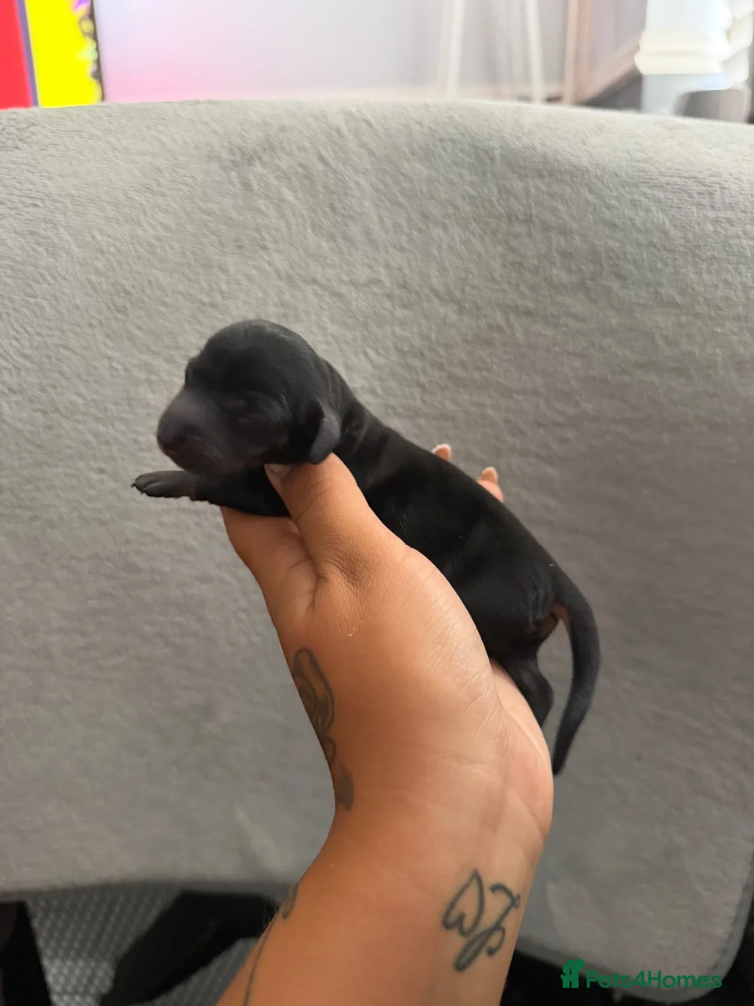 Miniature Dachshund dogs for adoption: Mini dachshunds  - Advert 2