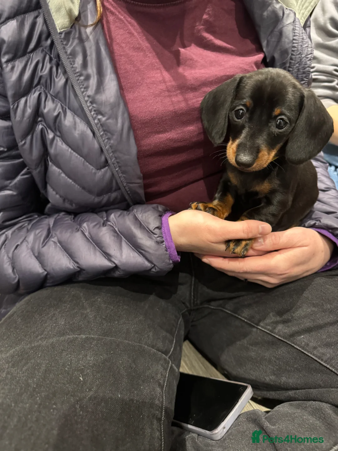 Miniature Dachshund dogs for sale: 6 mini Dachshund Puppies for Sale - Advert 2