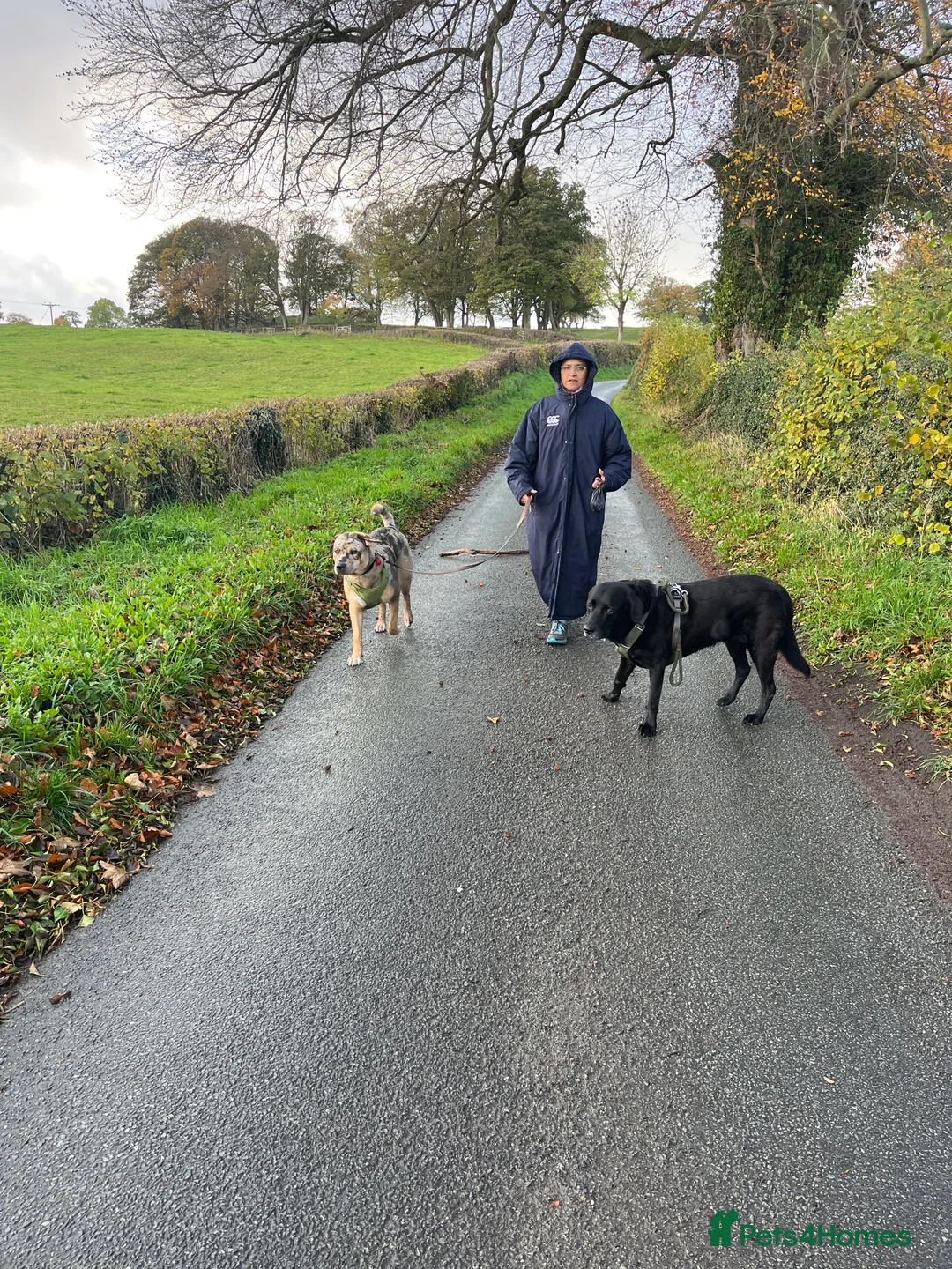 Mixed Breed dogs for sale: 1-year old mixed looking for forever home. - Advert 11