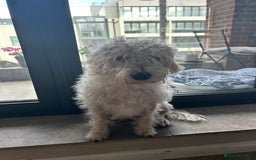 Cockapoo dogs for sale: Poodle mixed dog - Image 12