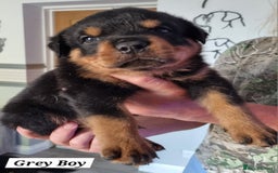 Rottweiler dogs for sale: 4 pups left, extensively health tested parents - Image 6