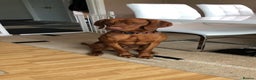 Hungarian Vizsla dogs for stud: Rare Deep Golden Rust Colour  in Chepstow - Advert 3