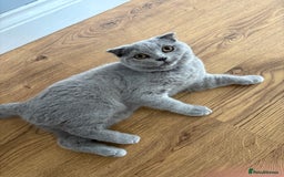 Scottish Fold cats for sale: Stunning Boy Scottish Fold Kitten in Herne Bay - Image 1