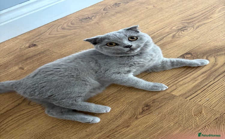 Scottish Fold cats in Herne Bay - Advert 10