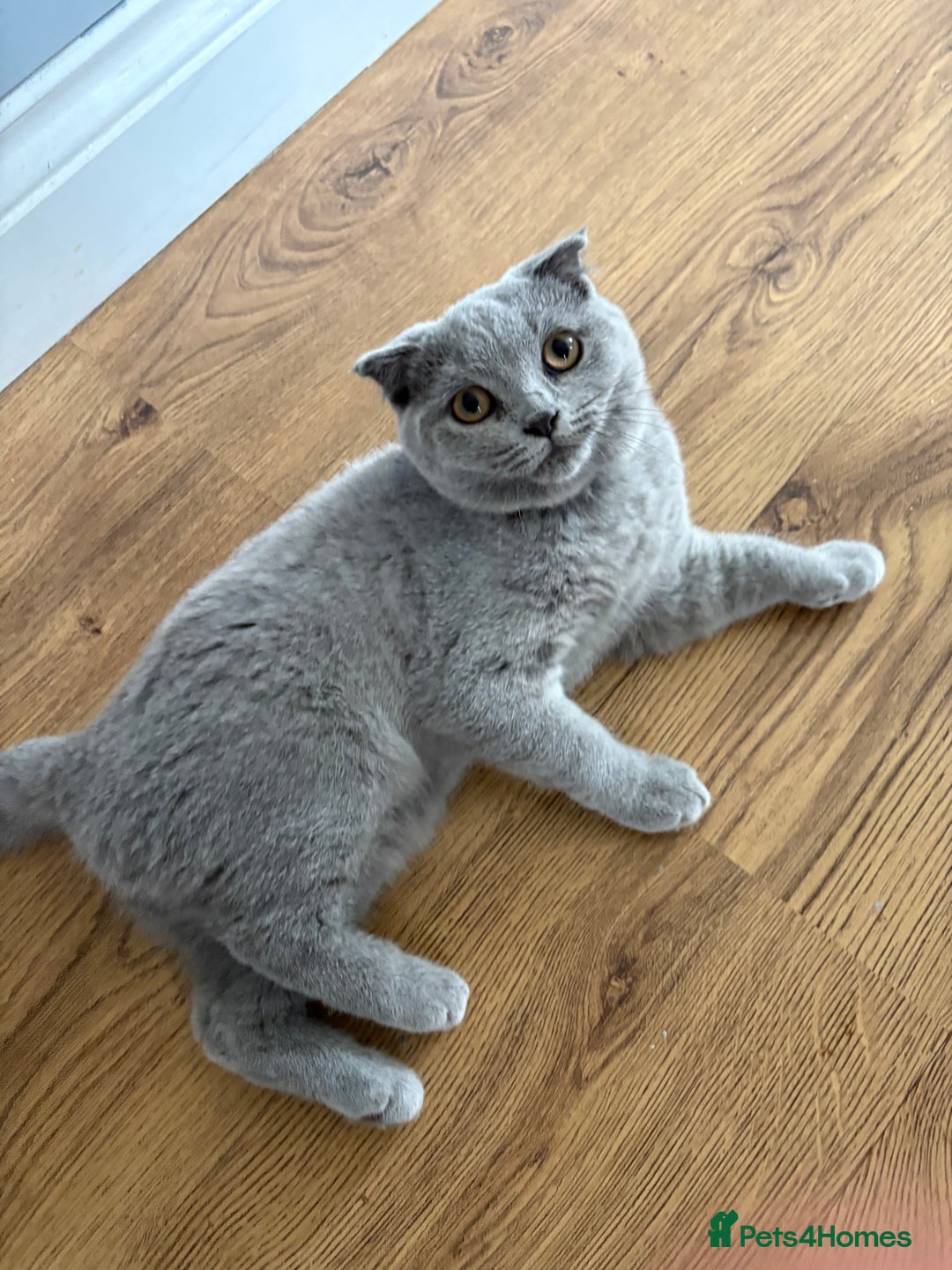 Scottish Fold cats for sale: Stunning Boy Scottish Fold Kitten in Herne Bay - Image 1