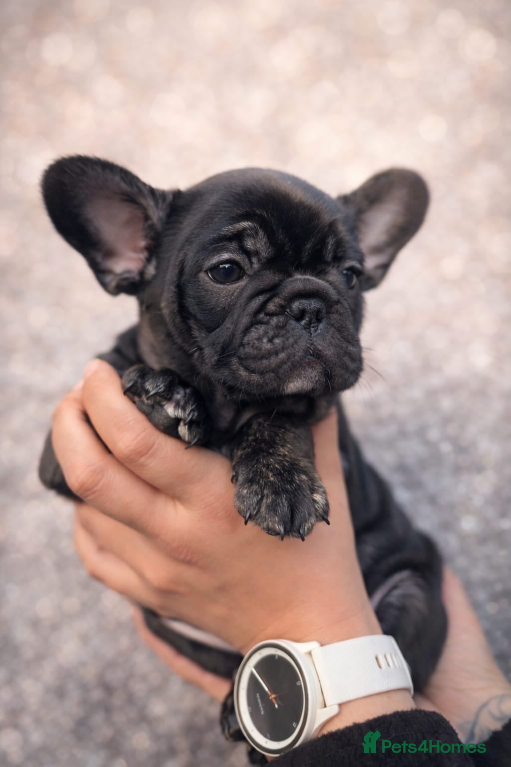 French Bulldog dogs French bulldog puppy’s  - Advert 17