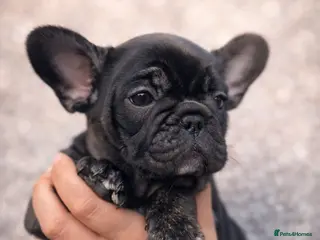 French Bulldog dogs French bulldog puppy’s - Advert 17