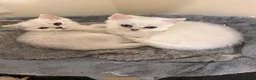 British Shorthair cats for sale: Last girl left - British Shorthair Silver Tipped - Advert 3
