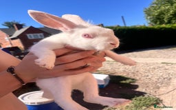 Lionhead rabbits for sale: Female rabbits for sale  - Image 11
