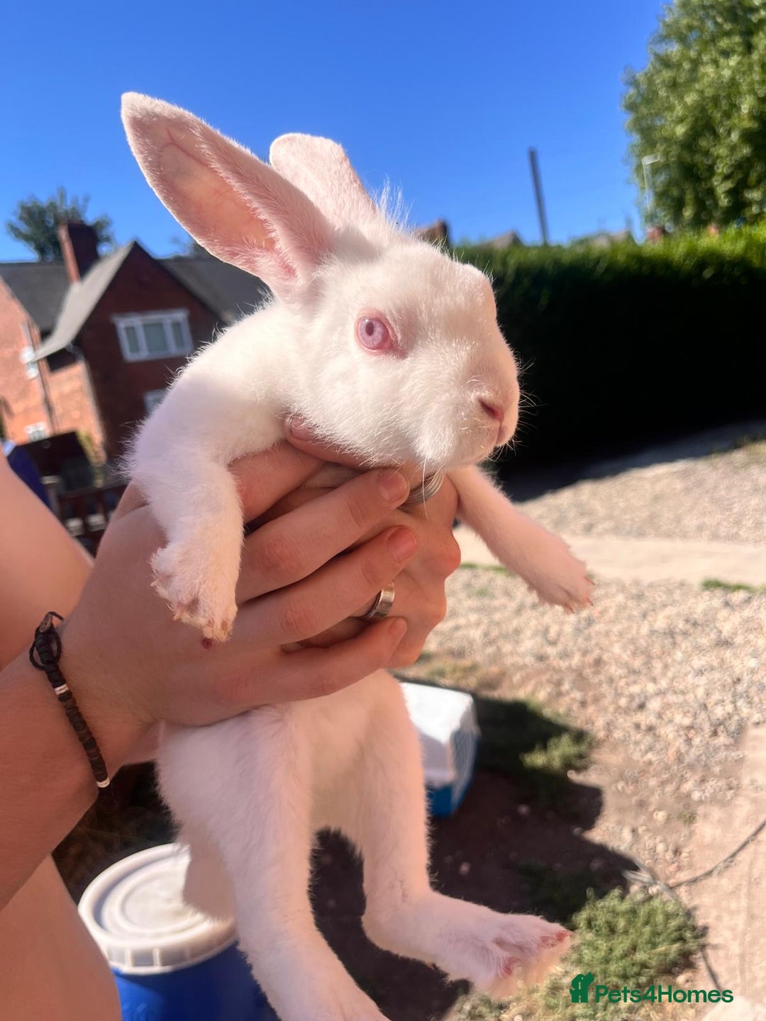 Lionhead rabbits for sale: Female rabbits for sale  - Image 11