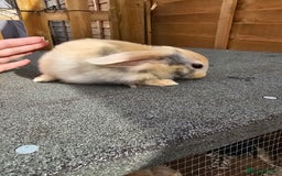 Mini Lop rabbits for sale: Mini lops ready now. - Image 4