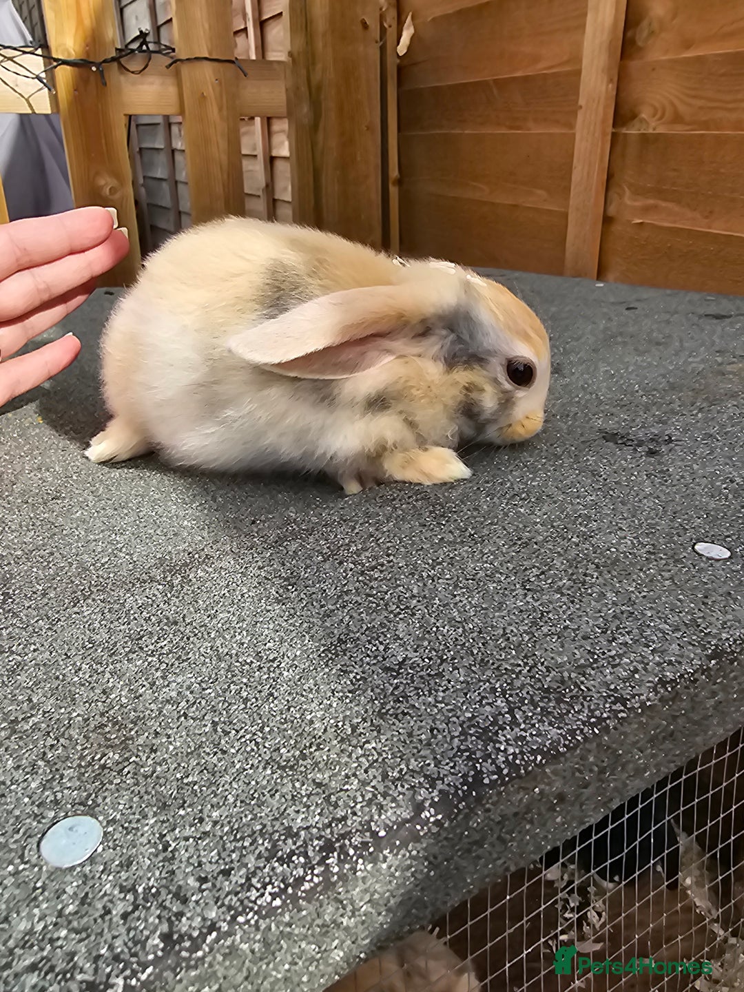 Mini Lop rabbits for sale: Mini lops ready now. - Image 4