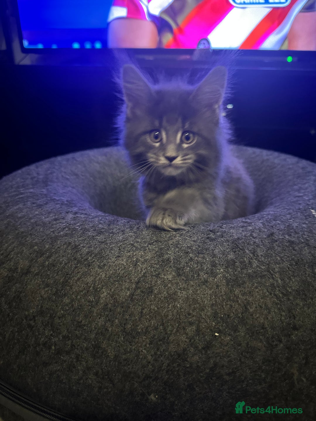 Maine Coon cats for sale: 3 Maine coon kittens  - Advert 8