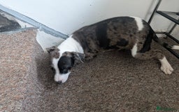 Mixed Breed dogs for sale: Three pups for sale  - Image 6