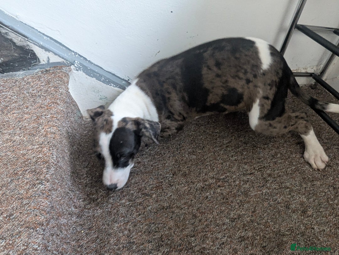 Mixed Breed dogs for sale: Three pups for sale  - Image 6