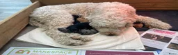 Mini Goldendoodle dogs for sale: Miniature Male Goldendoodle - Advert 9