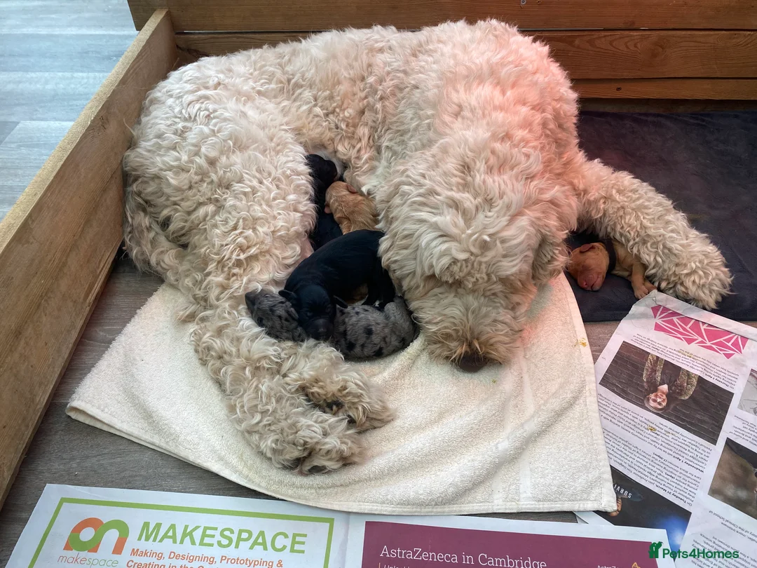 Mini Goldendoodle dogs for sale: Miniature Male Goldendoodle - Advert 9