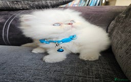 Persian cats for sale: Stunning Pedigree Persian Kitten - Image 3