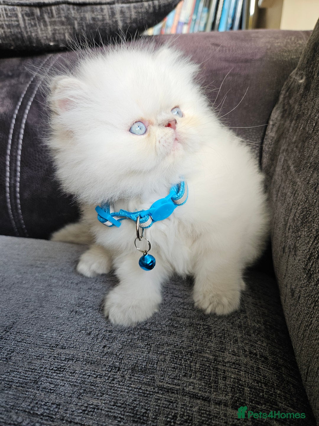 Persian cats for sale: Stunning Pedigree Persian Kitten - Image 3