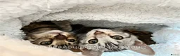 Bengal cats for sale: Bengal silver snow & Brown Rosette - Advert 9