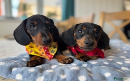 Miniature Dachshund dogs for sale: Last Boy *KC, PRA clear mini Dachshund puppies - Image 1