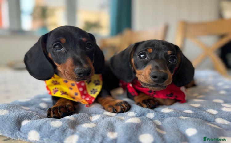 Miniature Dachshund dogs - Advert 3