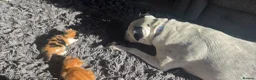 Mixed Breed cats for sale: 1 beautiful girl tortioshell/callico, 1 boy ginger in Gosport - Advert 16