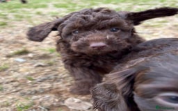 Cockapoo dogs for sale: Chocolate  merle  - Image 2