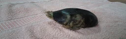 Turtle reptiles for sale: Healthy Pet Musk Turtle.Available with Full Setup. in Nottingham - Advert 5