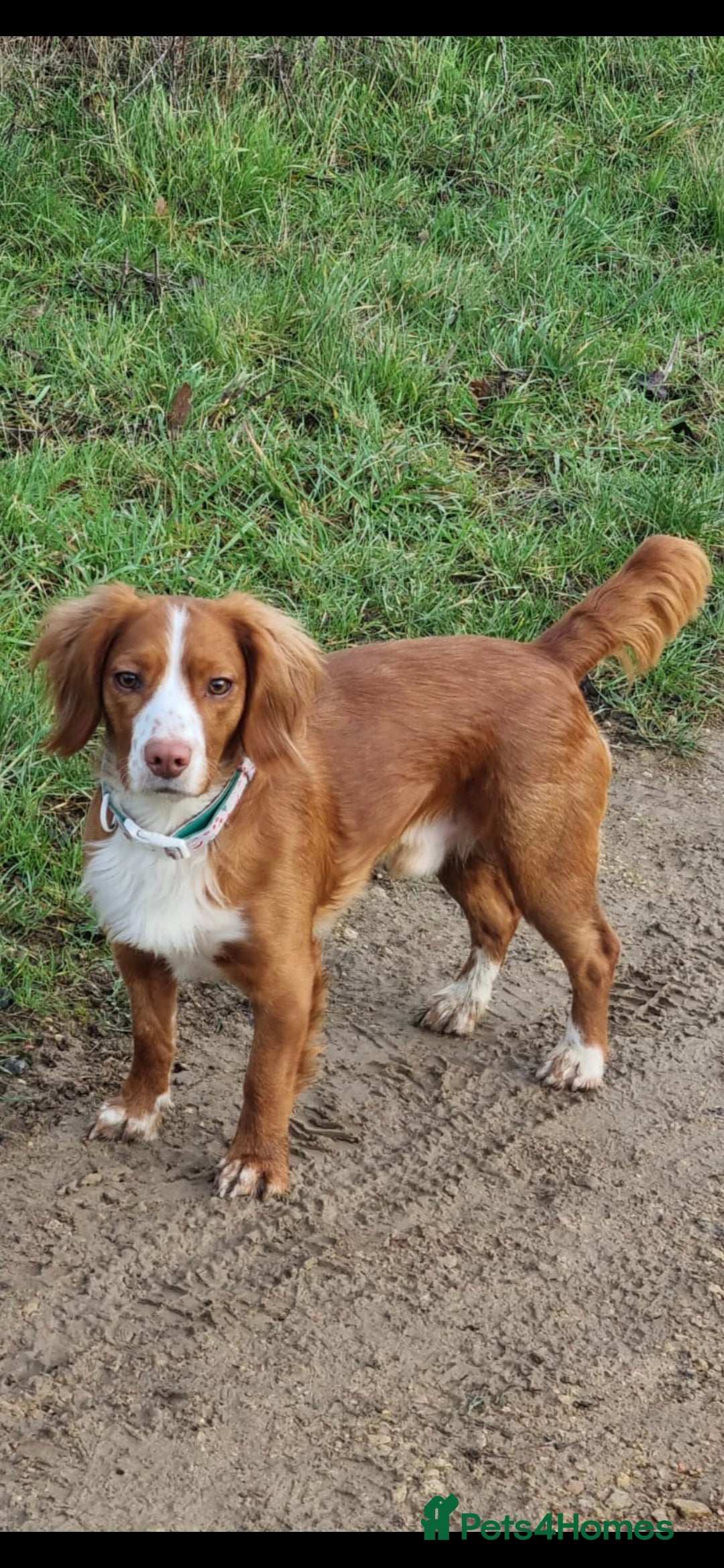 Cocker Spaniel dogs for sale: 6 cocker spaniel puppies  - Advert 7