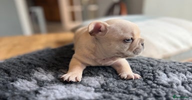 French Bulldog dogs - Advert 2
