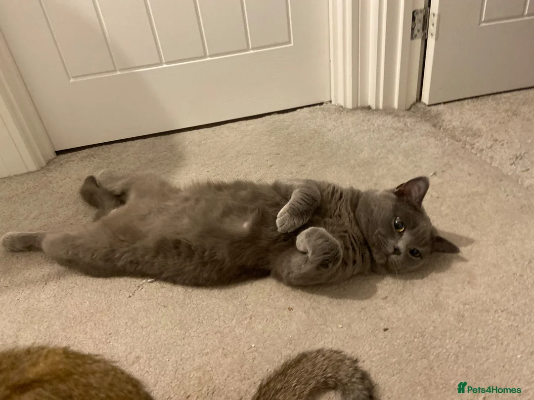 British Shorthair cats for sale: British shorthairs  - Advert 1