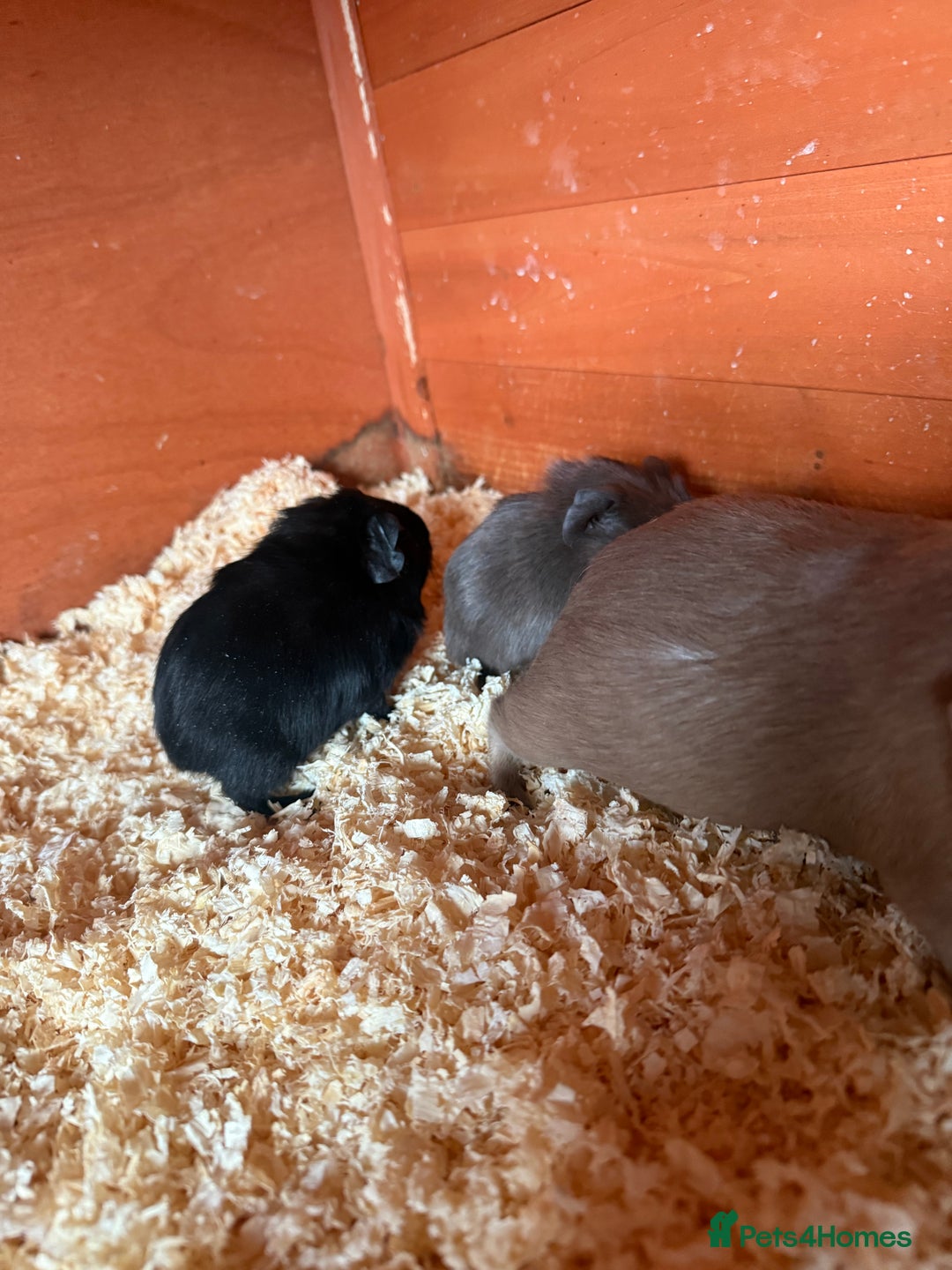 Guinea Pig rodents for sale: Self black sow - Advert 3